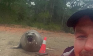 Neil the Seal Telling Me Who's Boss