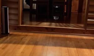 Dog Fetches Owner a Beer