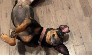 Two Dogs Attempt Same Trick