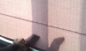 Ferrets Perform a Shadow Dance