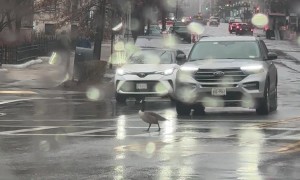 Cars Stop for Goose at Crosswalk