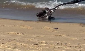 Osprey Catches Trout