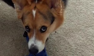 The Word Walk Excites Dog