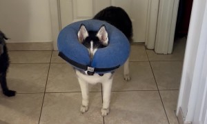 Husky Wears Her Cone Wrong