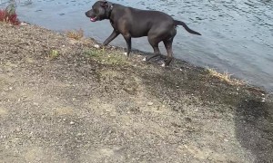 Dog Jumps in Lake