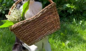 Border Collie Brings Her Human Flowers