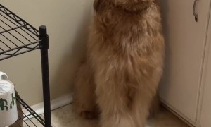 Goldendoodle Gets Into the Coffee Pods