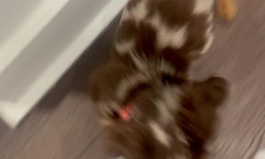 Dachshund Plays With Toilet Paper