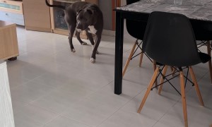 Precious Pitbull Loves His Pacifier