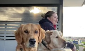 My Goldens Admire the View With Me
