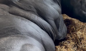 Large Bull Rests
