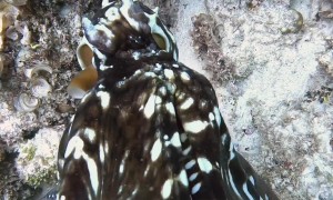 Octopus Climbs on Divers Arm