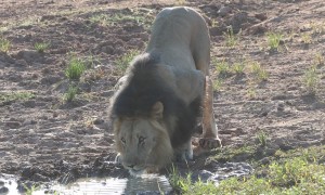 Male Lion Drinking Water