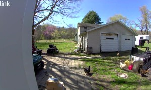 Chickens Greet Amazon Delivery Driver