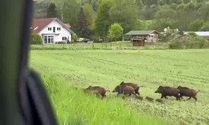 Family of Wild Boars Crosses Road