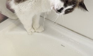 Cat Drinks Water From Sink