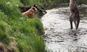 Dogs Encounter Kangaroo While on a Walk