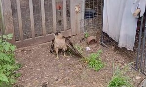 Bird Gets Stuck by Unhappy Chickens in Chicken Coop