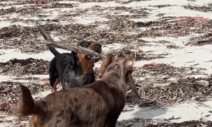 Dachshund Helps Collect Firewood