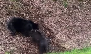 Black Bear vs Wild Boar in the Tennessee Mountains