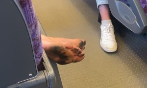 Dirty Dogs On Melbourne Train