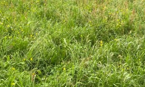 Dachshunds Frolic Through Tall Grass