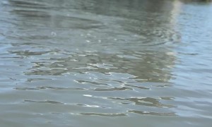 Kayakers Encounter Friendly Manatees