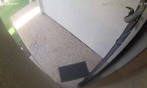 Green Snake Nearly Lands on Unsuspecting Boy