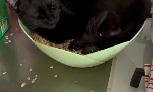 Black Cat Plays in Bowl of Oats