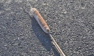 Spreading Cattail Seeds