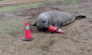 Neil the Seal and His Beloved Traffic Cones