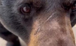 Bear Enjoying an Ice Cream Cup