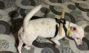 Dog Fails to Escape