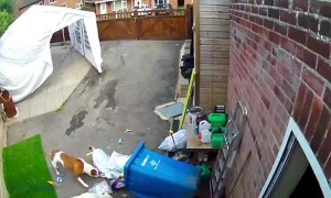 Woman Falls While Trying to Pack Down Garbage