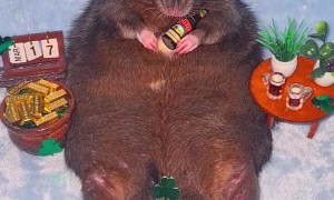 Rat Celebrates St. Paddy's Day