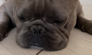 French Bulldog Reacts to Creepy Crawly