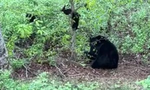 Black Bear Cub Falls From Tree