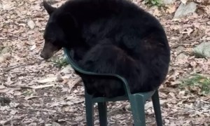 Bear Sits in Chair