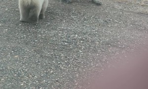 Loose Dog Yaps At Polar Bear Family