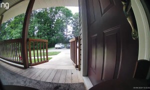 Snake Waits By The Front Door