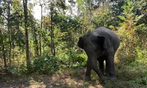 Elephant Gently Startled By Dog