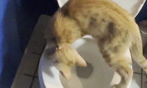 Cat Drinks from Toilet