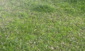Border Collie Wants to Catch the Water