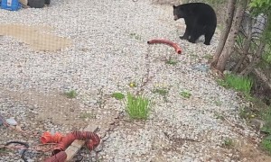 Black Bear Causes Trouble