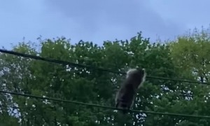 Raccoon Plays on Power Line