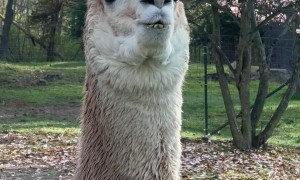 Alpaca Sounds an Alarm Call