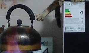 Kitty Warms Its Toes by the Stove