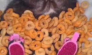Adorable Rat Rests In a Blanket of Cheerios