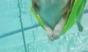 Corgi Hangs Out in Pool
