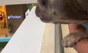 Frenchie Wants to Play in Ballpark